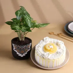 Pineapple Cake N Syngonium Plant Combo-picture-38