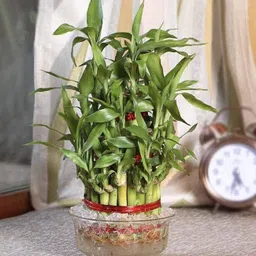 erwon Lucky Bamboo Booster Liquid Manure for the Best Growth of Lucky Bamboo Manure image 4