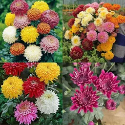 ibains Guldaudi double flower seeds pack of 48 Seed image 1