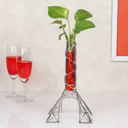 Money Plant-image-80