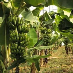 eden of earth Banana Plant image 5