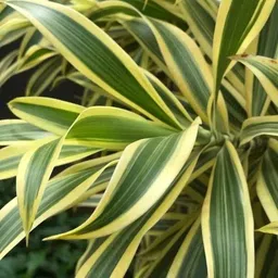 florafusion Song Of India Plant image 2