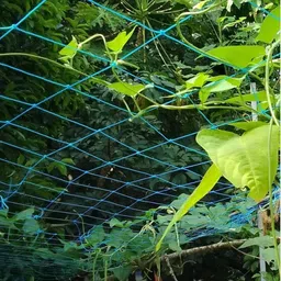 kollakkompil spices Plant Climbing Net- Creeper Plant Support / Gardening - 11 F x-16 F Garden Tool Kit-picture-20
