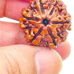beautum 6 Mukhi/Faced Nepali Rudraksha Natural & Rudraksha With Capping Wood Pendant image 2