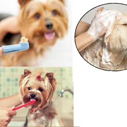 hachiko Best Quality (Combo Of 6) Pet Bathing Kit Imported Dog Needs High Quality Grooming Kit,, Dog Shampoo + Body Spray + Double Sided Comb + Teeth Brush + Bath Towel +Bath Gloves Pet Bathing Kit For All Types Pets Basic Comb forDog, Cat, Rabbit, Hamster, Dog & Cat image 3
