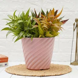 gold dust Multicolour Plastic (Set of 3) Desk Pots image 4