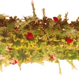 kingstyle impex Artificial Flowers Home Decoration Vine & Creepers Plant Wall Hanging Chain 34C Multicolor Rose Artificial Flower image 2