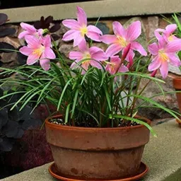 nurseryfriend Rain Lily Zephyranthes Flower Bulbs for Summer Season Pink Seed-picture-29
