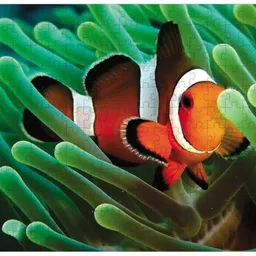 webby Clownfish in the Deep Sea Jigsaw Puzzle, 252 pieces-picture-17