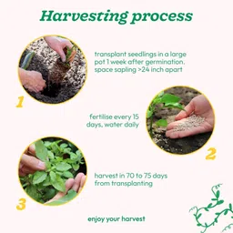 ugaoo Tulsi Herb Seed image 3