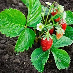 agroholic traders Strawberry Plant-picture-16