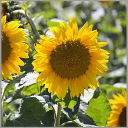 Sunflower Seed-image-58