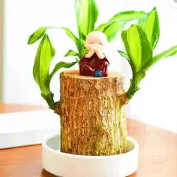 fuegoasiss Mini Brazalian wood-picture-11