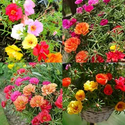 Portulaca seeds for garden pack of 32 Seed-image-57