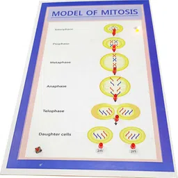 melody's Model of Mitosis Biology Working Science Project Model. image 2