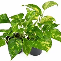 aquinnah Money Plant image 2