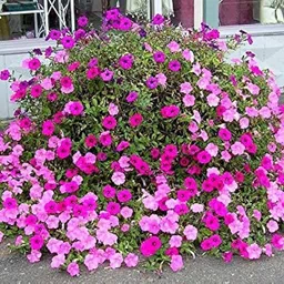 lifelex Petunia Dreams Ros Morn Flower Seed-picture-38