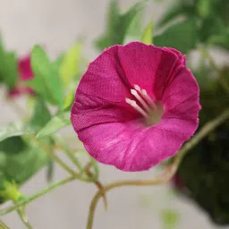 casacraft from pepperfry Purple Polyester Artificial Morning Glory Hanging Creeper Plant with Hanging Metal Stand image 5