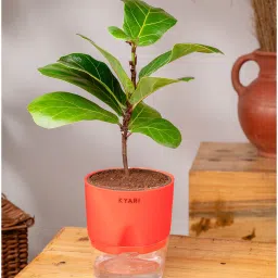 kyari Ficus Lareta/Fiddle Fig Plant With Self Wateringing 4Inch Pot- Red image 2