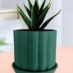 LASAKI Flona Green Ceramic Handmade Planter With Plate-picture-14