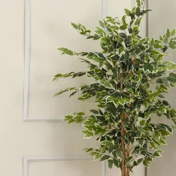 casacraft from pepperfry Artificial Ficus Plant Realistic White Green (White) image 2
