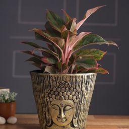 Aapno Rajasthan Brown Buddha Wooden Pot Planter-picture-8