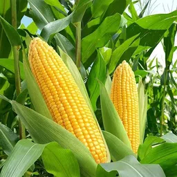 krishnasheeds hybrid corn, Bhutta, Makka 30 Seed image 3