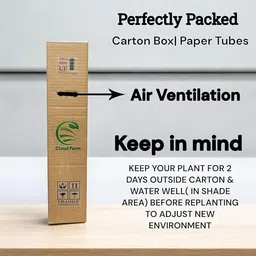 cloud farm Apple Plant image 4