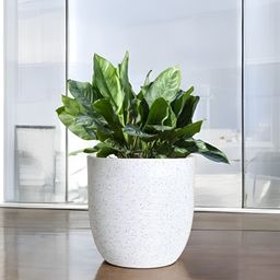 Go Hooked Milano White & Green Durable Planter-picture-3