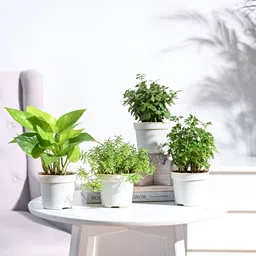 Jade Plant-image-9