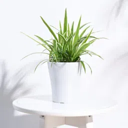 White Plastic Tivoli Small Desk Pot-image-92