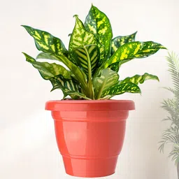 Kuber Industries Set Of 3 Red & Green Planter With Pot image 2