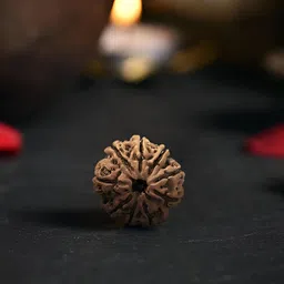 Gemsmantra Brown Wooden 9 Mukhi Rudraksha Nepali Without Pendant image 2