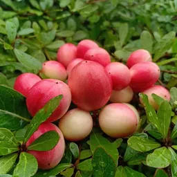 breezy blooms Karonda Plant-picture-29