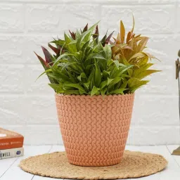 gold dust Peach Plastic Desk Pot image 1