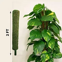 kabeer enterprises Green Grass Pole for Plants Support Moss Stick 3 Feet(Pack Of 6) Garden Mulch image 2