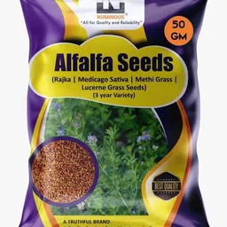 numinous Alfalfa, Rajka, Methi, Lucerne, Medicago Sativa, Fodder Grass (3 Year Variety) Seed-picture-17