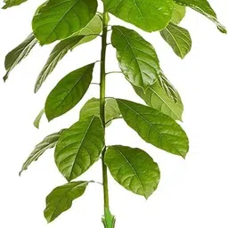 subha karno Avocado Plant-picture-15