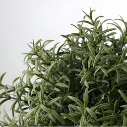 paperi Green & Black 6 Pieces Rosmarinus Artificial Plants With Pot image 3