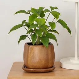 LASAKI Nebi Brown Ceramic Handmade Planter With Plate image 2