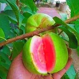 buddingbeauty Guava Plant image 3