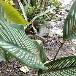 boro ma Calathea Orbifolia Plant image 4