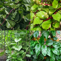 ibains Organic Malabar spinach seeds pack of 23 Seed image 4