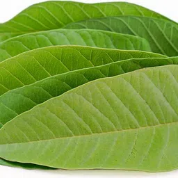 shyam products healthGuava leaves for health: Benefits on an empty stomach for Weight Lifting Belt-picture-37