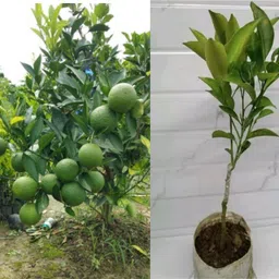 thi grafted sweet malta Sweet Lemon Plant image 1
