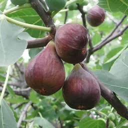 petalpath Gular/Cluster Fig Plant image 4