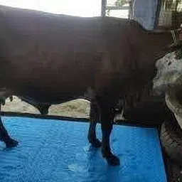 lcarno Cow Mat, Mat for Cow, Buffalo, Bull, Rubber Mat for Animal 24 mm Cow, Dog, Hamster, Guinea Pig, Miniature Pig Pet Mat image 2