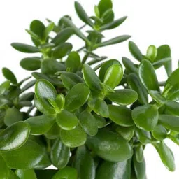 mamoni traders Jade Plant image 2