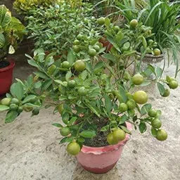 nandini business group Lemon Plant-picture-22