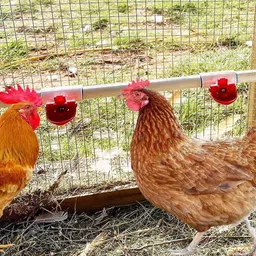 bethlehem 10 ml Water Trough image 4